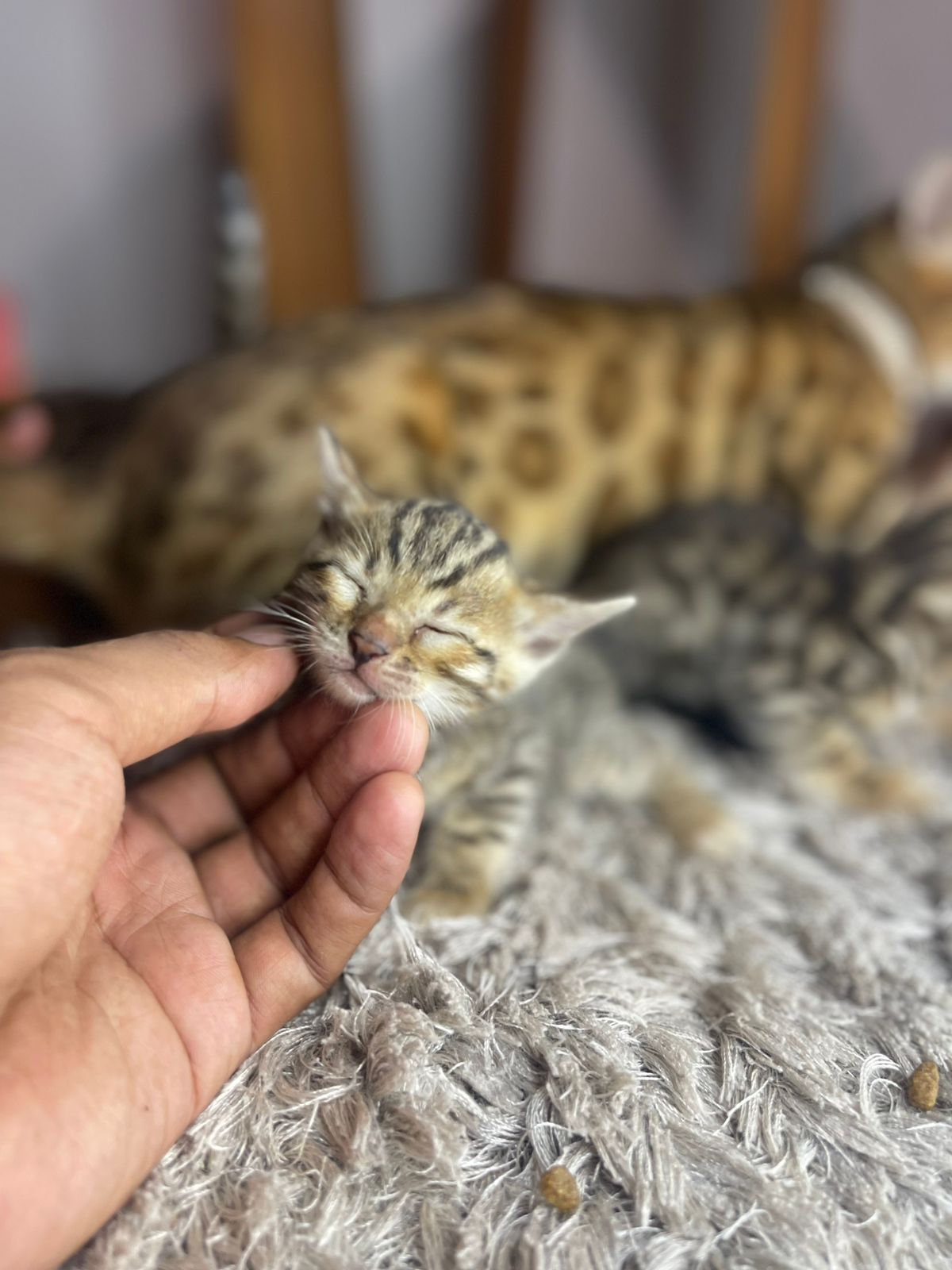 Filhote de Gato Bengal